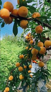 The most beautiful plums in the world, naturally yellow #fruit #plums