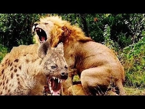 ► Lions Documentary - HUNGRY HYENAS DESTROY AND EAT LIONESS - National Geographic WILD | HD