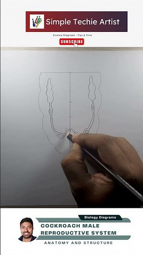 Cockroach Male Reproductive System Diagram #shorts #biologydiagram #cbse #viral #simpletechieartist