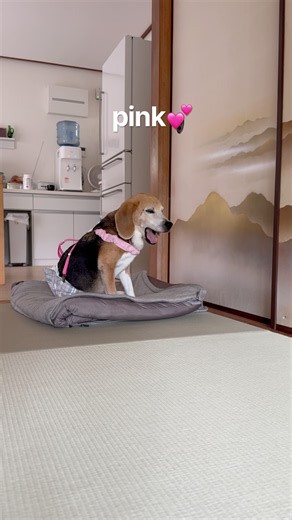 ビーグルさんさらにサスペンダーを増やす#ビーグル#beagle