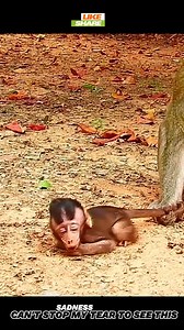 17K views · 447 reactions | Small monkey his dad keep dragging tail till super cry  | Nature Life | Facebook