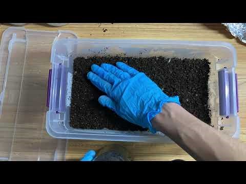 🍄What is a Casing Layer? Do You Need It? Mushroom Growing🍄