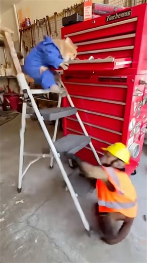 Cat on a Ladder, Monkey Pulls a Prank! ⚡😱🔥 #animals #cat #monkey