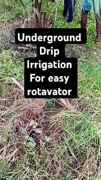 Underground Drip irrigation, drip irrigation problems, drip irrigation solutions, drip installation