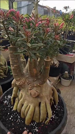 Routine Fertilization of Adenium with KNO3