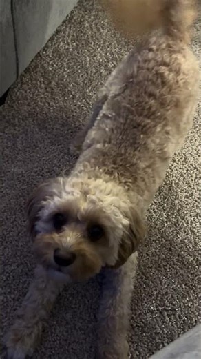 Bark at your dog #puppy #cavapoos #dogshorts #cute #cavapoo #cavapoopuppy #cavapooworld #cavapoodog