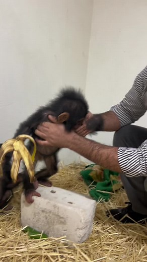 Chimpanzee Interactions in a Sanctuary Setting