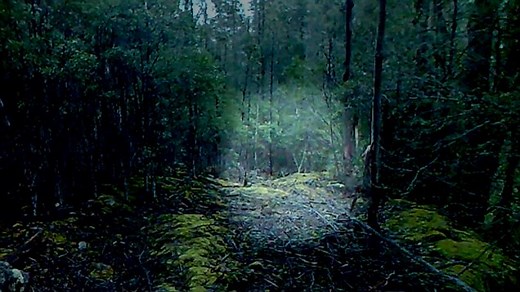 Footage appears to show proof that the Tasmanian tiger does exist