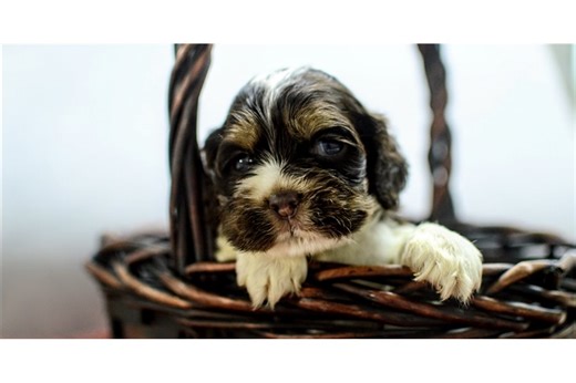 Mason - Cocker Spaniel Puppy 0EDA00