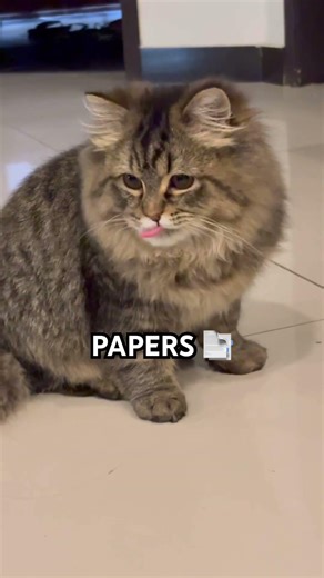 #cat #cuteanimal #viral #kitten #cutecat #trending #cute #funny #ytshorts #youtubeshorts #youtube