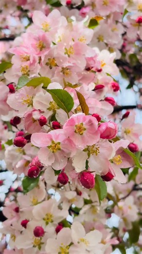 Nature | One rainy spring day ! Rainy day #naturephotography #nature #naturelovers #flowers | Instagram