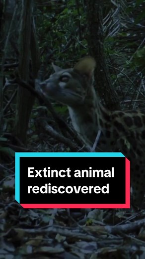 The first EVER footage of this RARE animal #endangeredspecies #conservation #animaltok #howcool #conservewildlife #outdoors