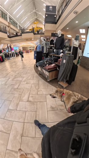 Public Reaction to My Wolf-Dog and Great Pyrenees