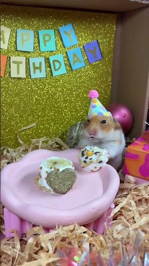 Cute Hamster Compilation 🐹