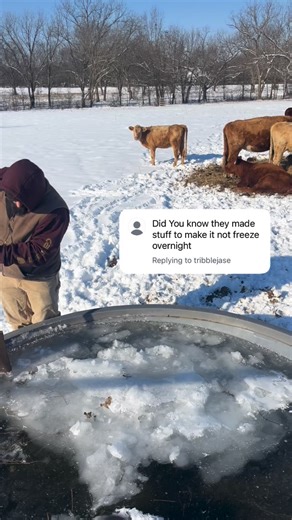 Yeah, we’re definitely regretting not putting a tank heater in the cattle trough. All the other animals are too far from electricity to use one, but this one isn’t. The ice is just getting thicker and thicker. 🥶 #ranchlife #betough #oklahoma #winterweather #cattle | Red Stick Ranch