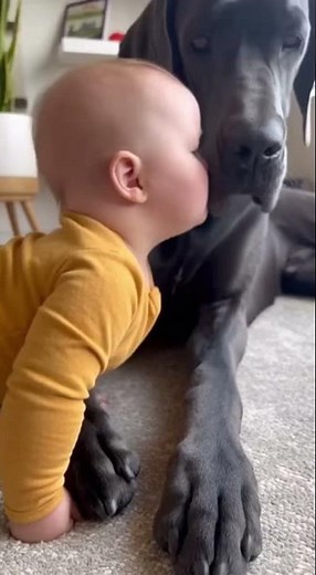 🐾 Adorable Baby and Big Dog Melt Everyone’s Hearts ❤️
