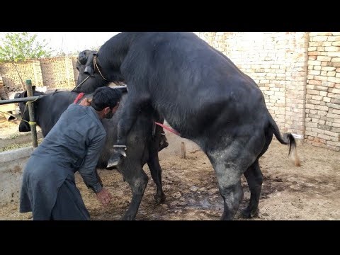 How to fast tame meeting successfully## viral video 🐃🐃🐃