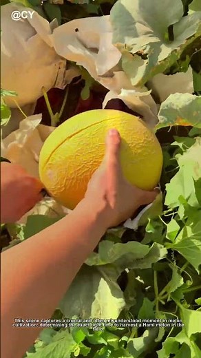 Sweet Hami Melon Harvest Slicing Secret 🦀🌾 #FarmLife