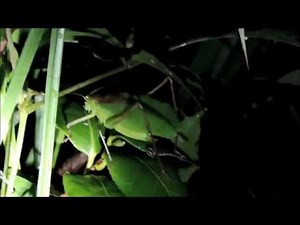 （秋の鳴く虫）クツワムシの鳴き声＆姿特集 2014秋
