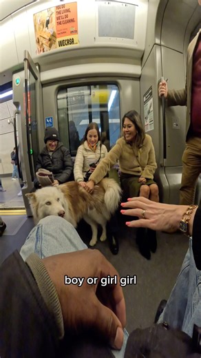 Train interactions with my dog!! #doglover #famous #violasnow #viral #dogs #pets #subway #shorts