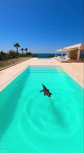 I tried to throw the toy into the pool.