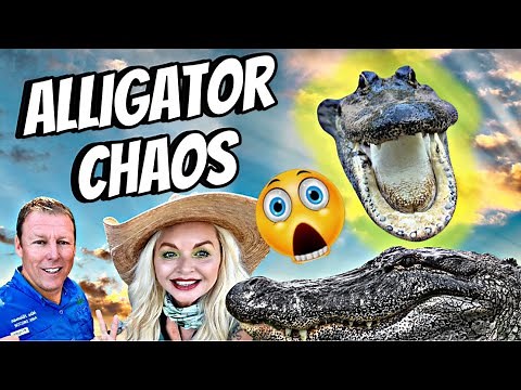 GATORLAND CHAOS: A Wild Day behind the scenes with alligators, crocodiles, feedings & more.