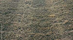 Dry Grass and Soil Texture, Overhead view of dry, tangled grass and soil, creating a natural pattern.