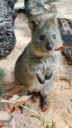 Stop scrolling, Quokka cuteness alert 🚨 #perthzoo #quokka #quokkas #cute #quokkalove #westernaustralia