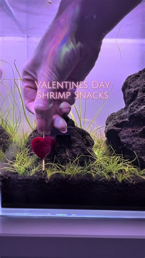The cutest shrimp snacks I’ve made so far. ❤️ If you want to try this, make sure you only soak them for a couple of hours and rinse the excess juice off before adding them to your tank. And be sure to remove them within a couple hours as well! #shrimp #neocaridina #shrimpsnacks #plantedtank #aquascaping