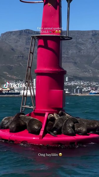 Seals ❤️#seals #seal #capetown #southafrica #animals