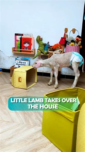 Little sheep loves chilling on the sofa 🤩 #sheep #farmanimals #cuddlebuddies | Cuddle Buddies