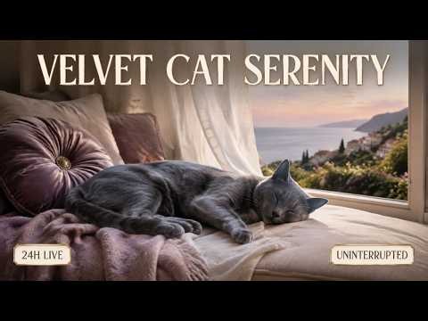 24 HOURS LIVE Anti-Anxiety Cat TV: Music to Keep Your Kitty Calm & Happy 🐈