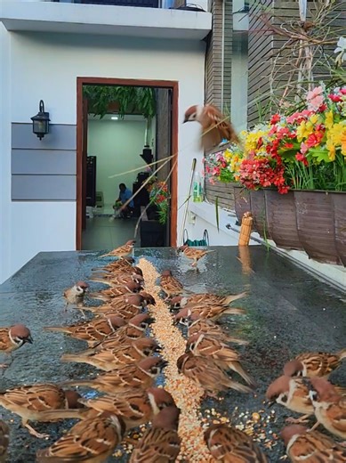 Feeding Sparrows in Batam: Tips and Techniques