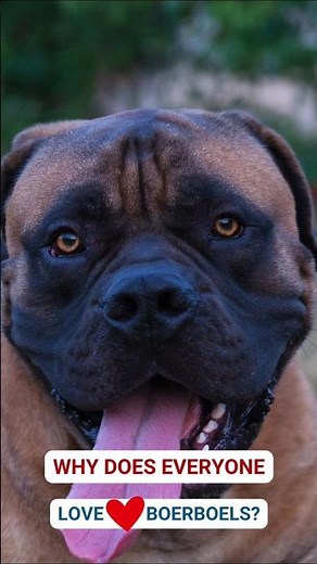 South African Boerboel | Why Is Everyone Obsessed with it? #Boerboel #DogFacts
