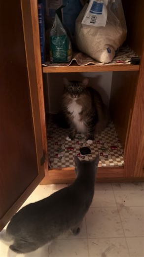 Hippy helping Dad move some perishables. Always a team player. #cats #tinylionsrescue