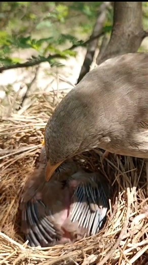 Wild Babbler Birds Moving Together In Nature (Part 5) #shorts #shortvideo #yt