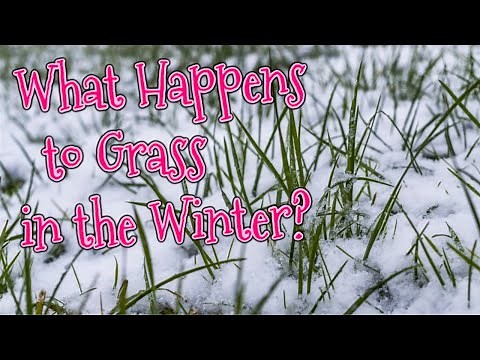 What Happens to Grass in the Winter? Is my Fescue Dormant? | PPLM | (804) 530-2540