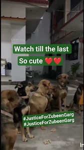 talented dogs........🙏🙏🙏