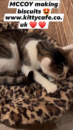 4.8K views · 160 reactions | Join MCCOY in Kitty Cafe Leeds  visit www.kittycafe.co.uk For Cat adoption visit www.kittycaferescue.org For our online shop visit www.kittycafeshops.co.uk  We hope to see you soon, Kitty Cafe ❤️ ❤️ #kittycafe #cats #catsofinstagram #mccoy #leeds #booknow #activitiesforkids #familyfriendly #walkinswelcome #cutekittens #giftideas #kittycafemenu #shoponline #catlovers #followusonfacebook #followusoninstagram #cutecats | Kitty Café | Facebook