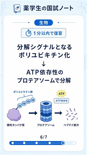 【生物】ユビキチンが結合するアミノ酸は？1分で国試対策！