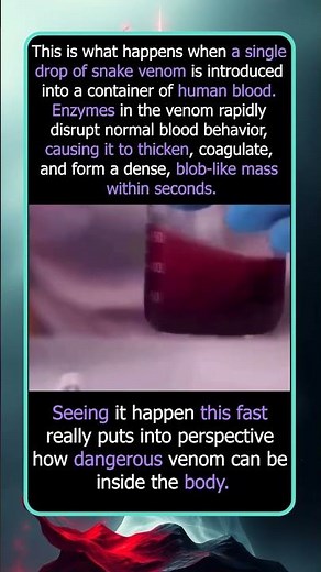 What Snake Venom Does to Human Blood