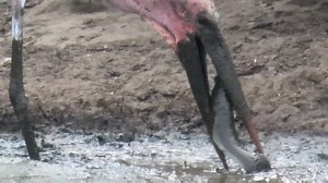 This morning I watched some Marabou storks catching catfish at Vurhami dam. Although it's summer certain parts of the park desperately need water as the fish had only mud left . | Nombekana Safaris and Wildlife Photography
