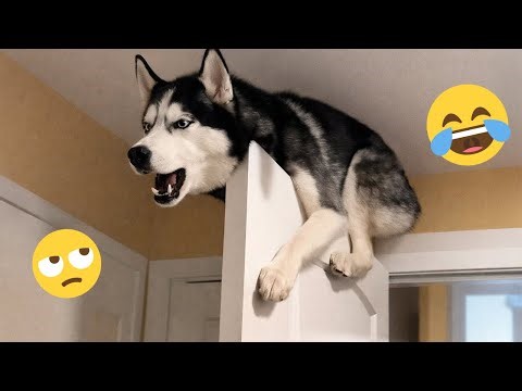 Funny Dogs Doing Funny Things – FUNNIEST DOGS Video 2026 🐾