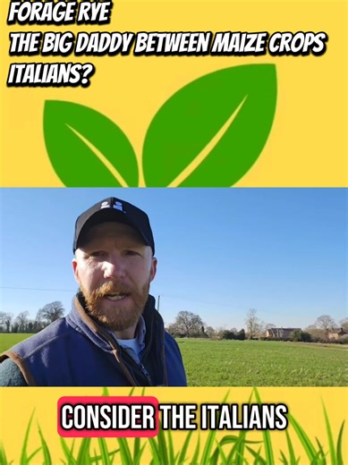 TheForageGuy on TikTok