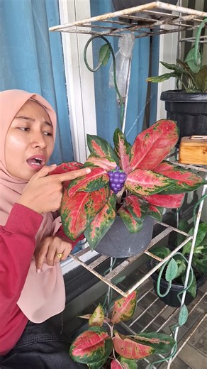 Itu buah apa⁉️ #subscribe #trending #funny #shorts