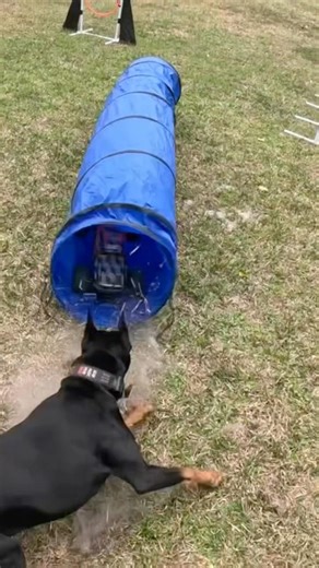 Doberman vs Tunnel and RC Truck… HE CAUGHT It! 🐾🚗