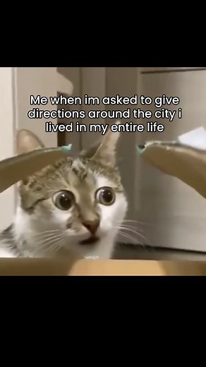 ᴇʟ ᴍɪᴄʜɪ 😾🎀 on Instagram: "do i look like google maps ? @funny_fixx #cats #cat #cutecat #kitten #kittens #kittensofinstagram #catsofinstagram #kitty #cutekitten #adorable #love #meow #cute #babycat #catmeme #catmemes #funnycat #funnycats #kitties #cutekittens #girl #meme #girlypop #girls #cattos #catto #cursedcat #cursedcats #memes"