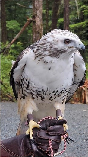 Did you know not all Red-tailed Hawks look the same? #HarlansHawk #didyouknow #WildlifeEducation