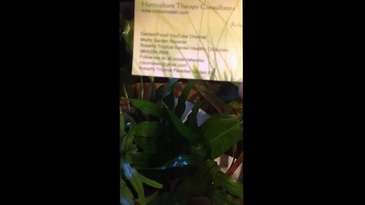 Guide To Desert Plants: Types, Adaptations, And Landscaping Tips