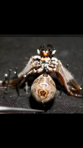 Spider Silk Harvesting Techniques Explained